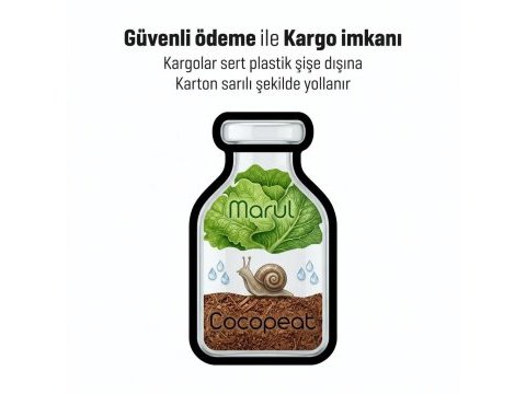 Dev afrika salyangozu (kargo imkanı)