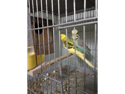 Yavru ve yetişkin muhabbet kuşları
