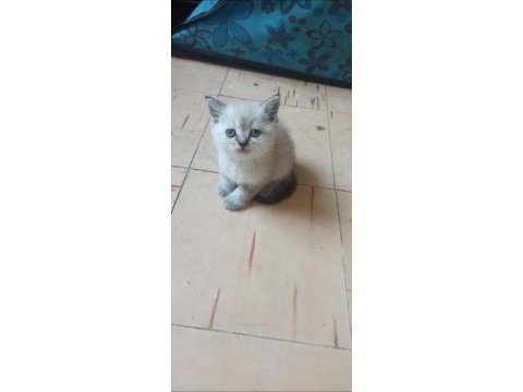 British shorthair beyaz british shorthair blue point