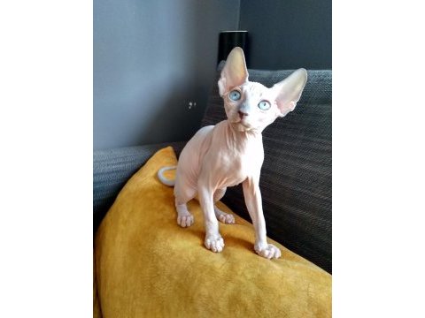 3 aylık erkek - sphynx kanada