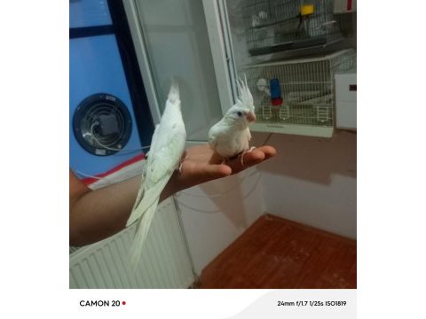 Süt beyaz sultan papağanı yavrular
