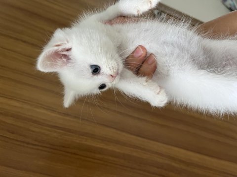 Güzel british shorthair yavrularım sahiplendirilecektir