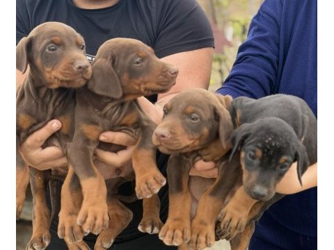 Safkan doberman yavvrular