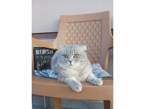 Bal gibi uygun scottish fold