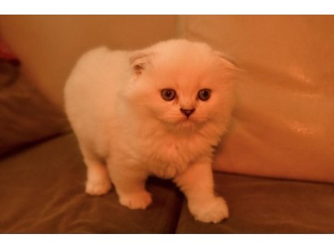 2 aylık scottish fold longhair blue point