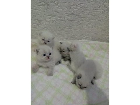 British shorthair ve scottish fold