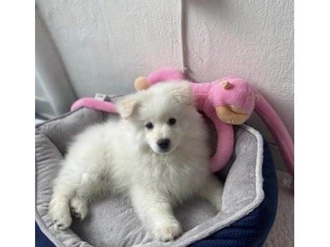 Samoyed 3 aylık erkek