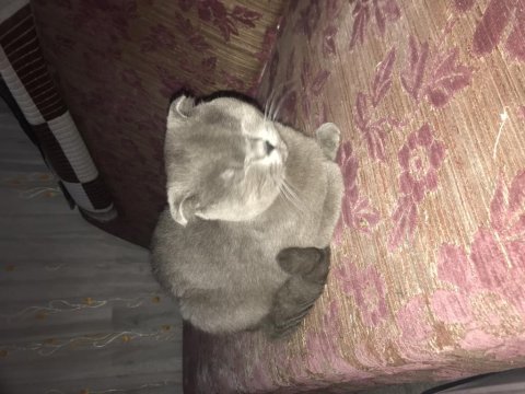 1 yaşında scottish fold