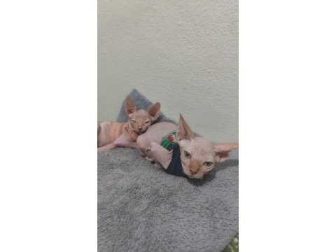 Sphynx home