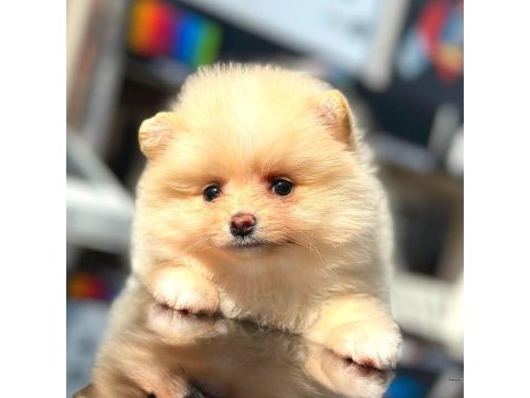 Ayı surat pomeranian boo