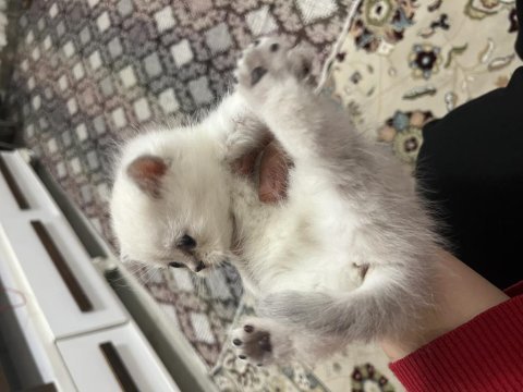 İki aylık yavru herşeyi tam british shorthair