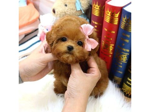 Toy poodle yavrularım