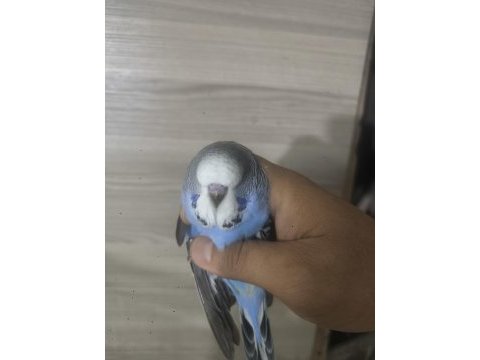 Bebek show muhabbet kuşumuz