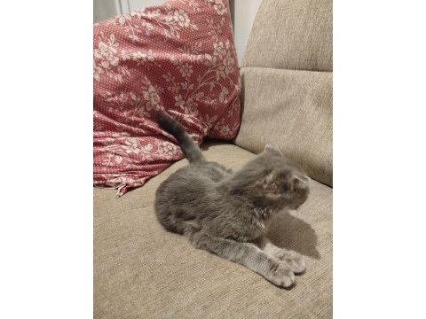 4 aylık scottish fold yavru