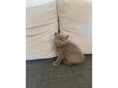Birbirinden güzel ve oyuncu british shorthair yavrularım