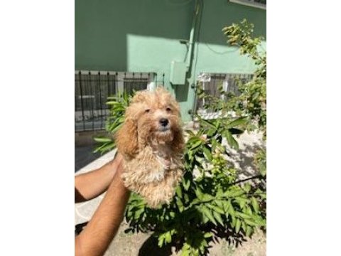 Maltipoo yavrumuz