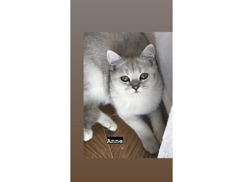 British shorthair 4 yavru 3 yetişkin