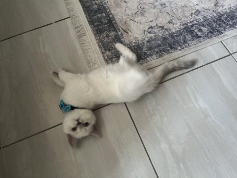 5 aylık dişi british shorthair