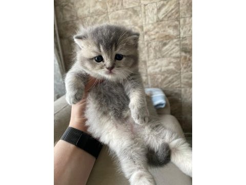 2 aylık british shorthair yavruları