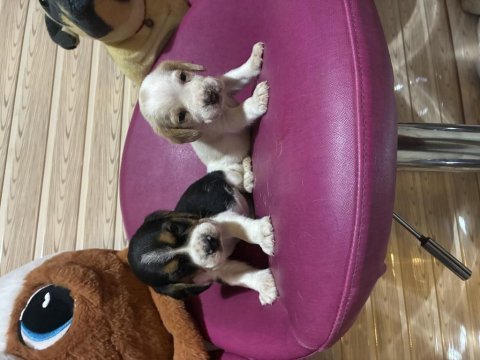 Beagle beagle