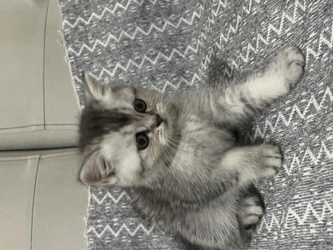 2 erkek kardeş kedimiz