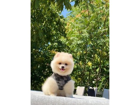 Dost canlısı pomeranian boo yavrularımız