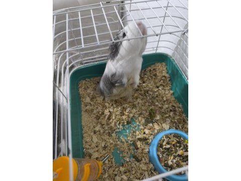 Ginepig adı poki