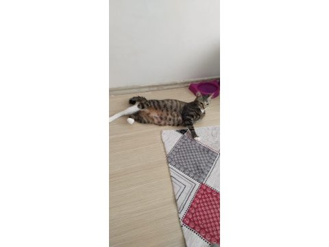 4 yavru tekir ücretsiz sahiplendirilecektir
