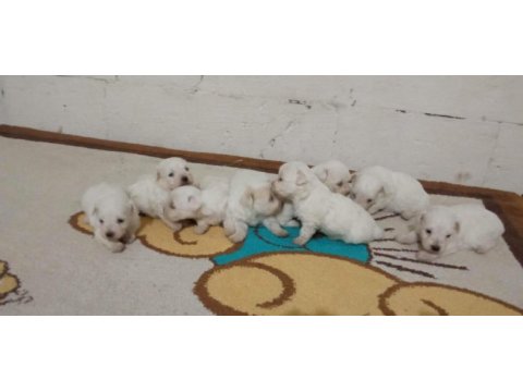A kalite red maltipoo bebekler