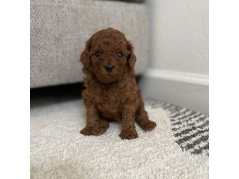 Toy poodle yavrularımız için ulaşın