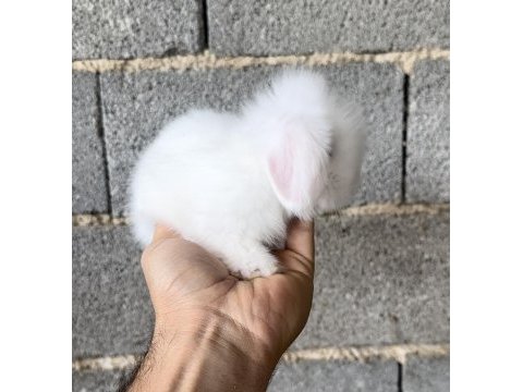 Hollanda teddy lop beyaz mavi göz tavşan