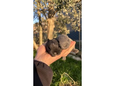 Cüce tavşan / netherland dwarf