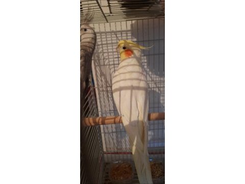 Yavru alınmış çift sultan papağanı