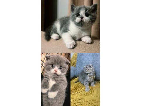 Scottish ve british shorthair show yavrular