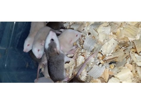 Dumbo rat yavru bebekler