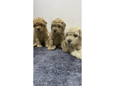 Apricot renk erkek tam toy poodle yavrular
