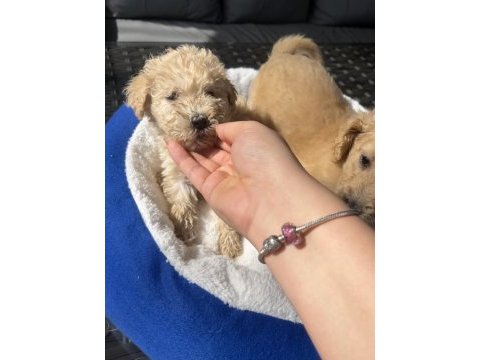 Dev poodle yavrularımız