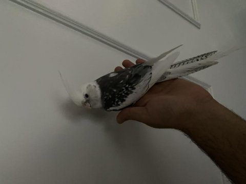 Evcil wifi face mutasyonu sultan papağanı