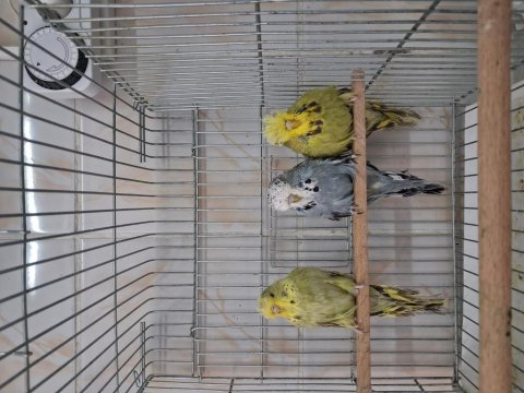 Yavru dişi show jumbo muhabbet kuşları