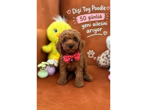 Boy kilo garantili saf kan toy poodle