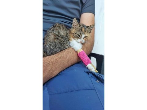 Öğrenci kedisine acil destek lütfen