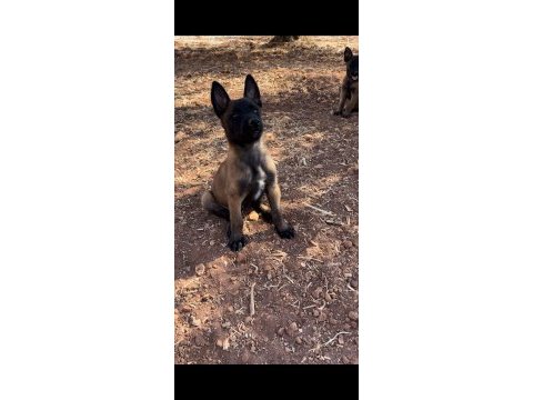 Belçika malinois köpeği