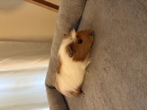 Yeni ginepig yavrularımıza aile olmak ister misiniz?
