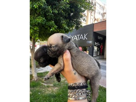 Dişi erkek pug bebekler