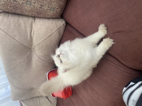 British longhair 5 aylık yavru