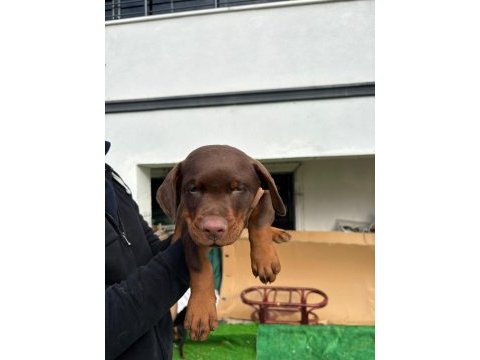 Safkan doberman anne ve babadan safkan yavrular