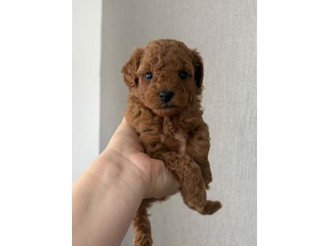 Erkek dişi bebek suratlı küçük boy poodle