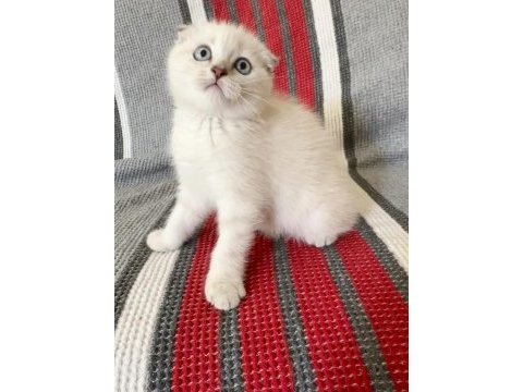 Saf kan ayı surat scottish fold yavrular