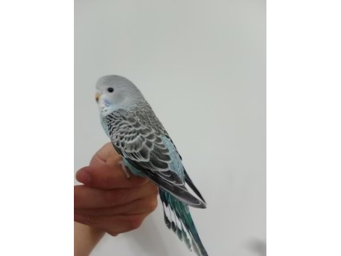 Yeme düşmüş yavru muhabbet kuşlar