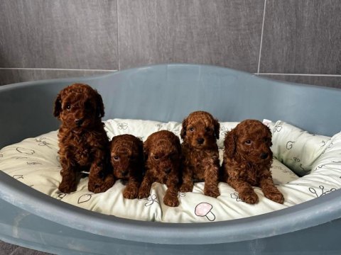 Toy poodle safkan yavrularımız